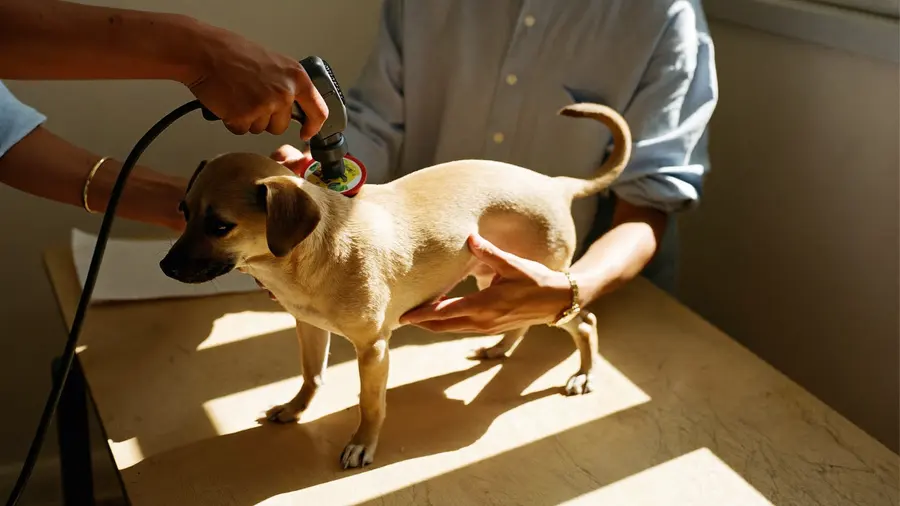 Le mani di una donna tengono fermo un cagnolino su un tavolo soleggiato mentre una veterinaria passa un lettore portatile sulle sue spalle